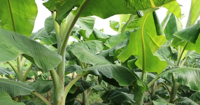 Conozca los resultados de la convocatoria para asociaciones productoras de plátano del Plan Nacional de Semillas