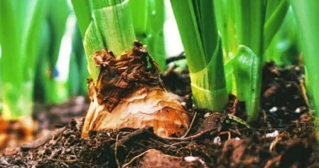 Aprenda a reutilizar la materia orgánica para darle vida a la planta
