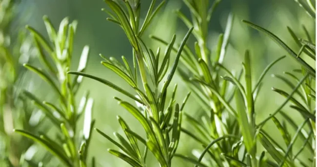 Conozca la forma para sembrar romero en el hogar y los beneficios que le puede dar