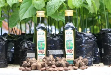 Desarrollan biotecnologías para el cultivo sostenible de sacha inchi