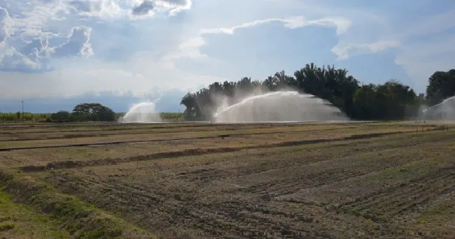 Semillas de arroz de origen CIAT, el complemento perfecto para la siembra directa