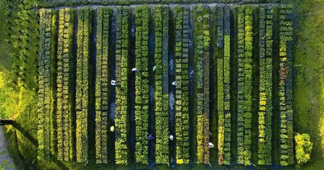 Educar y reforestar para proteger la selva