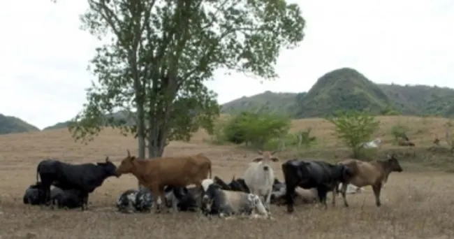 Ganaderos del Huila se preparan para temporadas secas