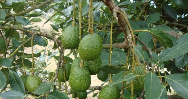 El “oro verde” en el Cauca cuenta con nueva tecnología que busca consolidarlo como uno de los mayores productores en Colombia