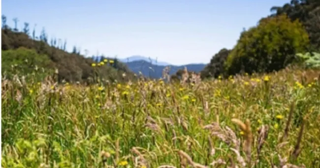 Conozca la siembra y tipos de las pasturas polifitas