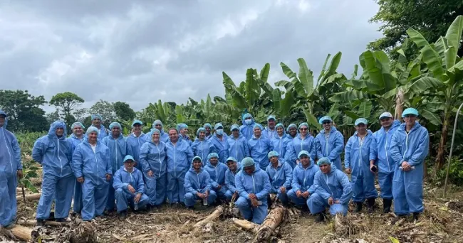 Augura, AGROSAVIA y el ICA, realizaron simulacro ante una posible aparición de Fusarium Raza 4 Tropical en Urabá