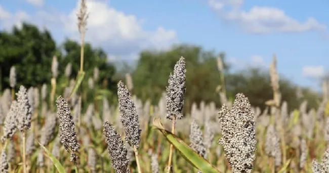Semana de la Bioenergía GEBP: La FAO subraya la necesidad de garantizar la sostenibilidad de la bioenergía para alcanzar los objetivos climáticos