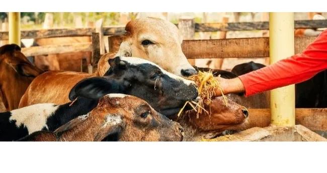 AGROSAVIA promueve suplemento alimenticio para el ganado, clave para afrontar sequía