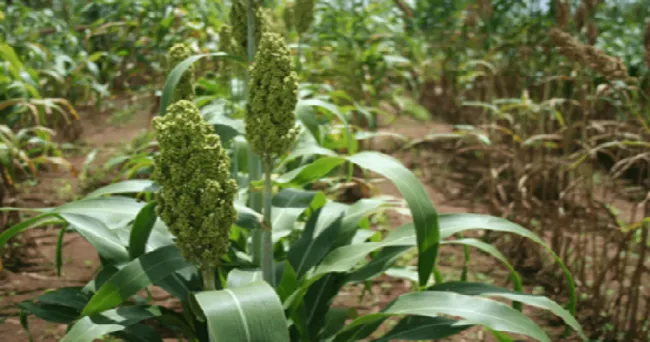 Cuáles son las propiedades del sorgo forrajero dulce para la Orinoquia