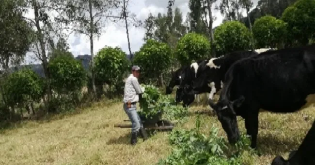 Impactos de la Oferta Tecnológica “Sistemas silvopastoriles para trópico alto” en Saboyá, Boyacá.