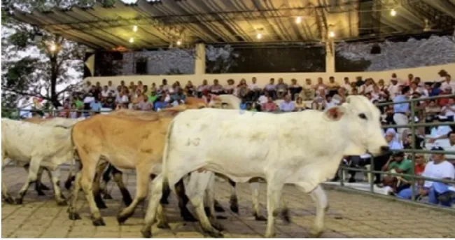 Piloto para que subastas expidan guías de movilización ha sido exitoso