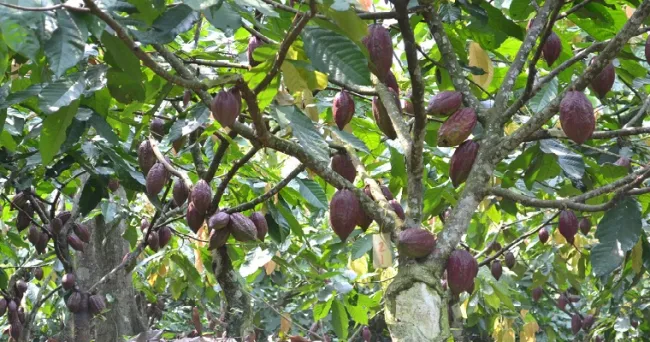 Subproductos del cacao con potencial para la alimentación animal