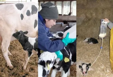 ¿De qué se trata la septicemia neonatal bovina?