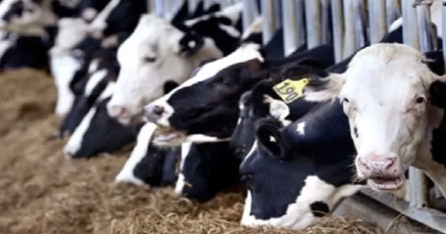 Conozca esta mezcla para crear un suplemento que mejora la producción de leche