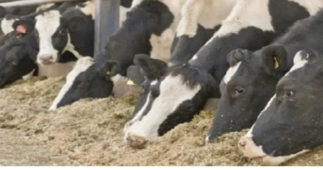 3 aspectos a tener en cuenta en la elección de la suplementación bovina
