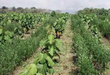 Cómo producir cultivos agrícolas en asociación con especies maderables de alto valor