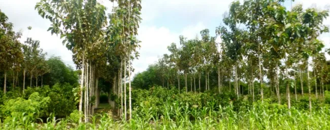 Sistemas agroforestales para mejorar la cacaocultura colombiana - 09 de octubre de 2017
