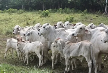 Otros aspectos sobre el crecimiento y desarrollo del aparato digestivo de los rumiantes