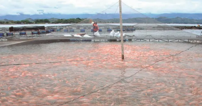 Lima, tilapia, flores y cacao los productos que impulsaron las exportaciones del agro en agosto 2022