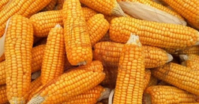 El Tolima cuenta ya con su cadena maicera