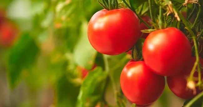 Un proyecto de investigación consigue cultivar tomates de igual calidad con menos agua de riego