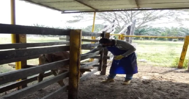 El 23 de mayo iniciará el primer ciclo de vacunación contra la fiebre aftosa, brucelosis bovina