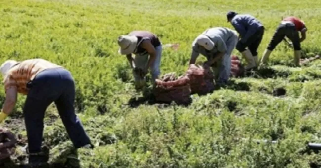 Trabajadores rurales no han escapado de la crisis por la COVID-19