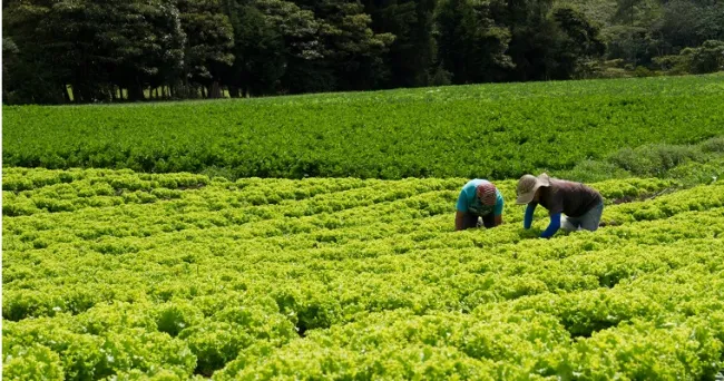 Bioplaguicida TRICOTEC para el fortalecimiento de las capacidades productivas de agricultores en Cundinamarca