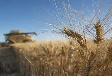 Sequía dispara el precio del trigo y otros cereales en el mercado mundial