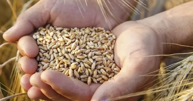 Subproductos del trigo pueden ser clave para alimentación bovina