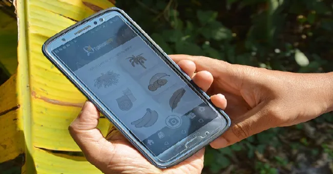 La inteligencia artificial ayuda a los productores de banano a proteger la fruta favorita del planeta