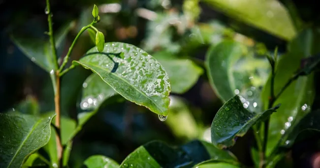 El Fondo para el Medio Ambiente Mundial aprueba nuevos proyectos y programas dirigidos por la FAO que beneficiarán a 46 países