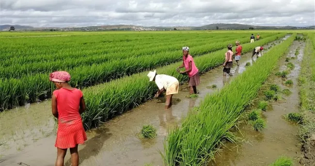 OCDE-FAO Perspectivas agrícolas: Las economías emergentes seguirán impulsando los mercados agrícolas