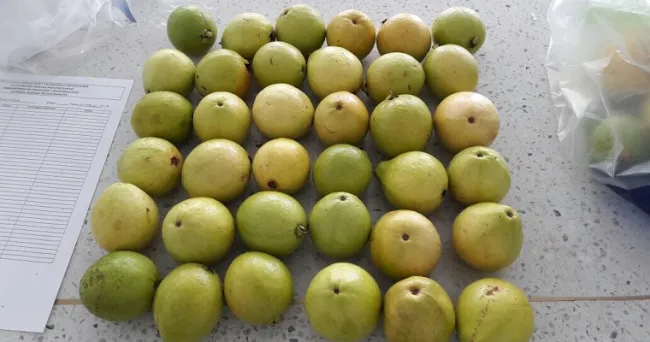 Una alternativa ecológica y efectiva para prologar la vida útil de la guayaba