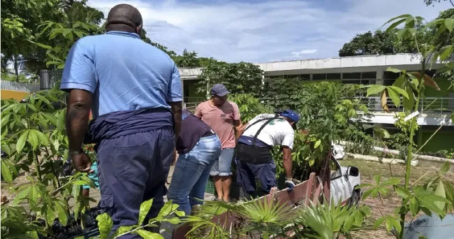 UNAL Sede Caribe ayuda a reforestar islas de Providencia y Santa Catalina