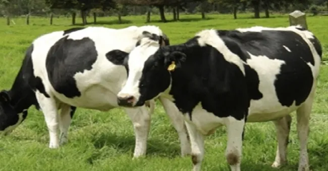 Recomendaciones cuando se presenta el retraso del parto en una vaca