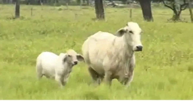 Recurra a alguna de estas estrategias para controlar el síndrome de vaca repetidora