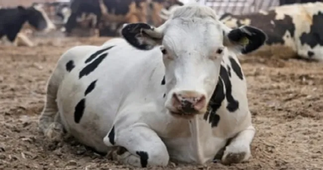 Las vacas tranquilas podrían producir más leche