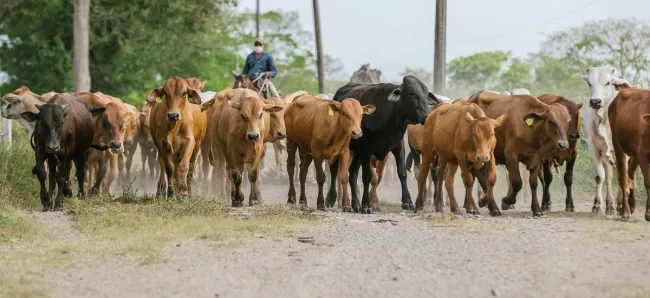 Avanza el II ciclo de vacunación contra la fiebre aftosa y brucelosis bovina en el país