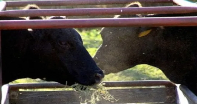 Las vacas alimentadas con linaza producen lácteos más nutritivos