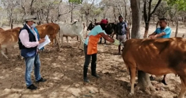 El ciclo de vacunación ya se está aplicando en el 100 % del territorio nacional