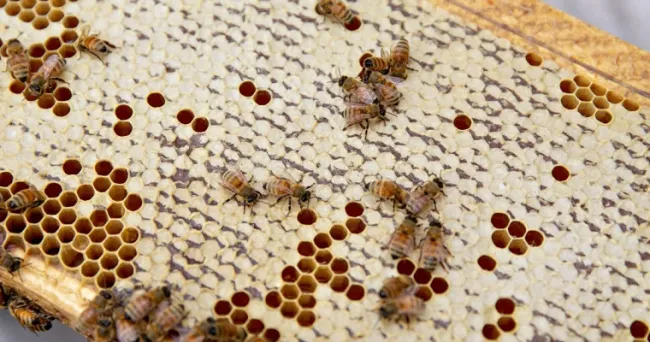 Varroa destructor, el ácaro parásito externo que daña la productividad de las abejas