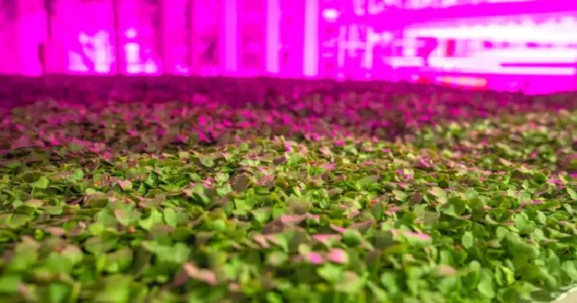Germoplasmas mejorados y soluciones digitales: la apuesta de la mayor empresa de agricultura vertical canadiense