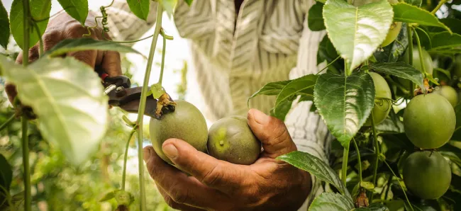 Proyecto hortofrutícola del MinAgricultura beneficiará a nueve departamentos - 28 de agosto de 2017