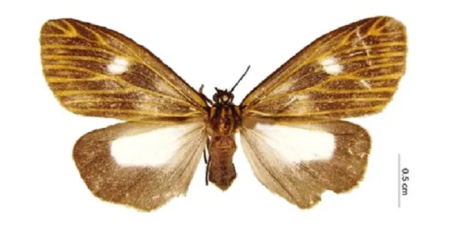 Tres nuevas especies para la ciencia acaban de ser descritas en la Colección Taxonómica Nacional de Insectos «Luis María Murillo» (CTNI)