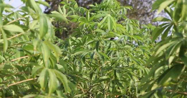 Productores de Atlántico y Magdalena participan en convocatoria del Plan Yuca País fase II