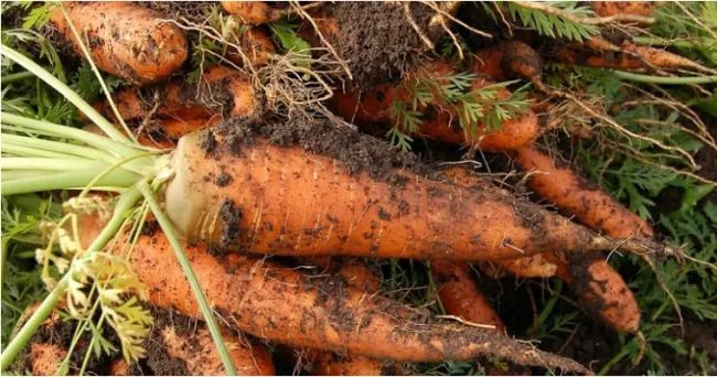 El superalimento barato que mejora la vista y el estado de la piel